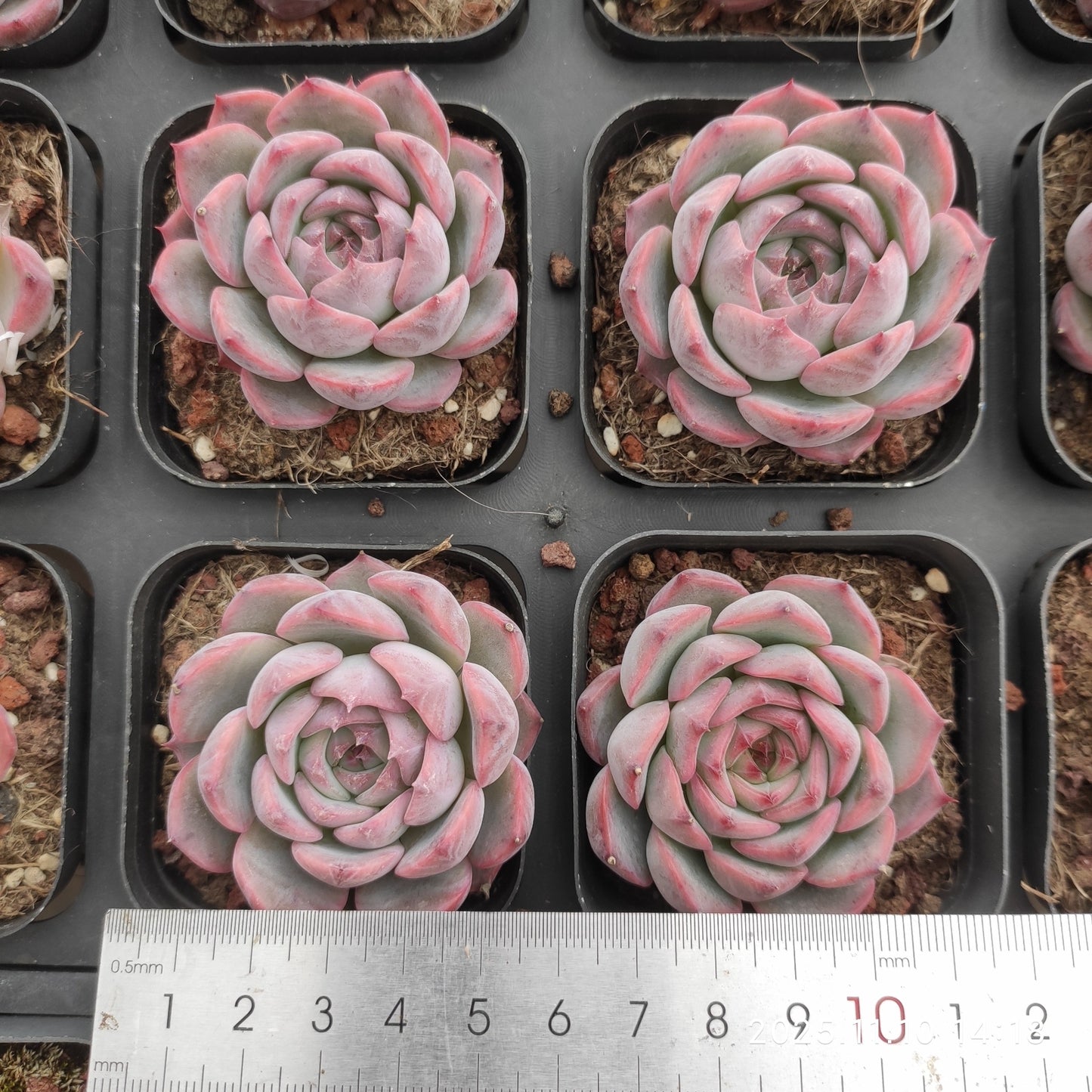 80560 Echeveria Canticle (6.5cm pot size)