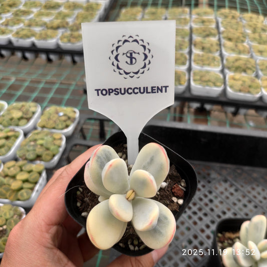 7911 Echeveria Orbiculata Variegated (6.3cm pot size)