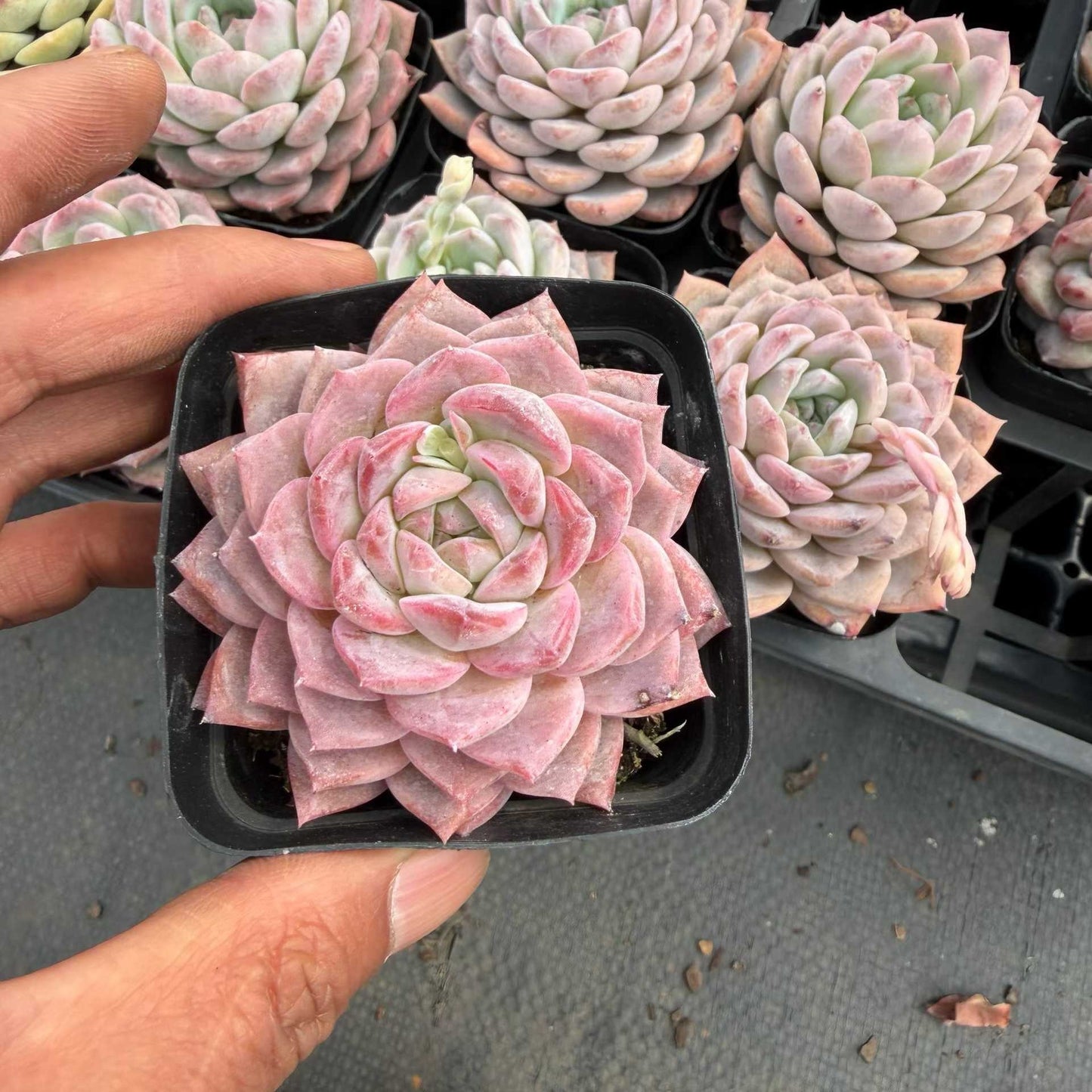 9000 Echeveria Sugar Crystal (7cm pot size)