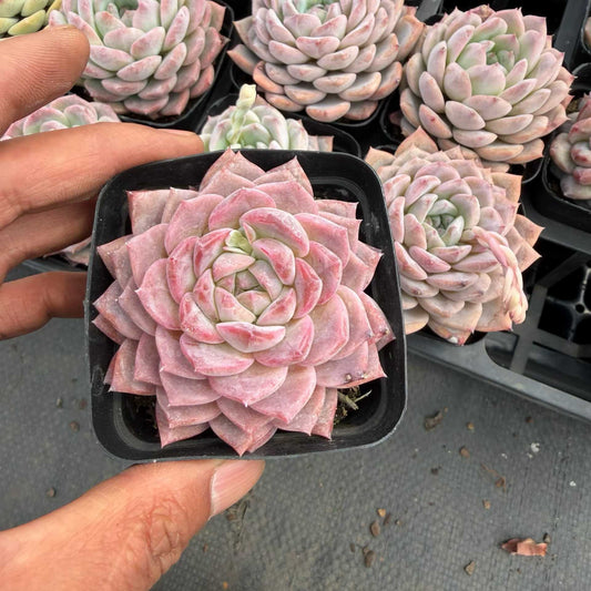 9000 Echeveria Sugar Crystal (7cm pot size)