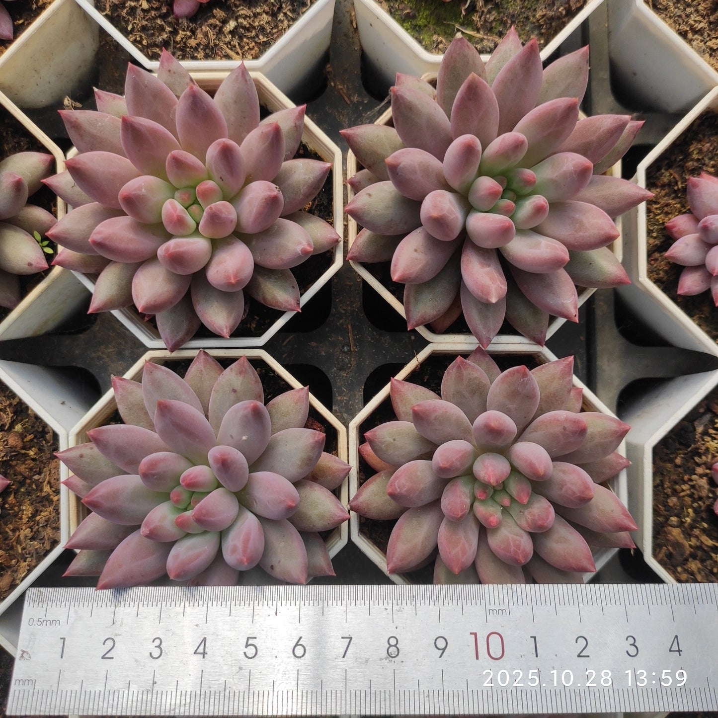 22204 Echeveria Cherries (7cm pot size)