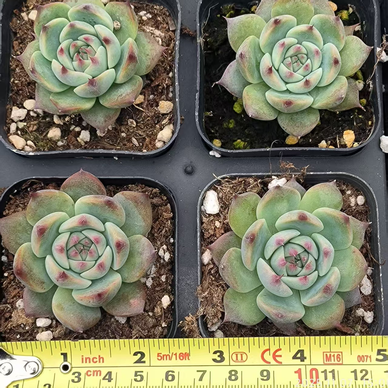 14292 Echeveria Colorata (6.5cm pot size)