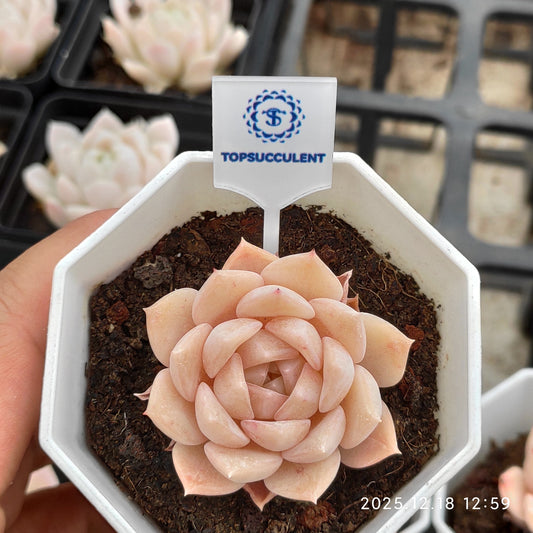 17742 Echeveria Pure Love (7cm pot size)