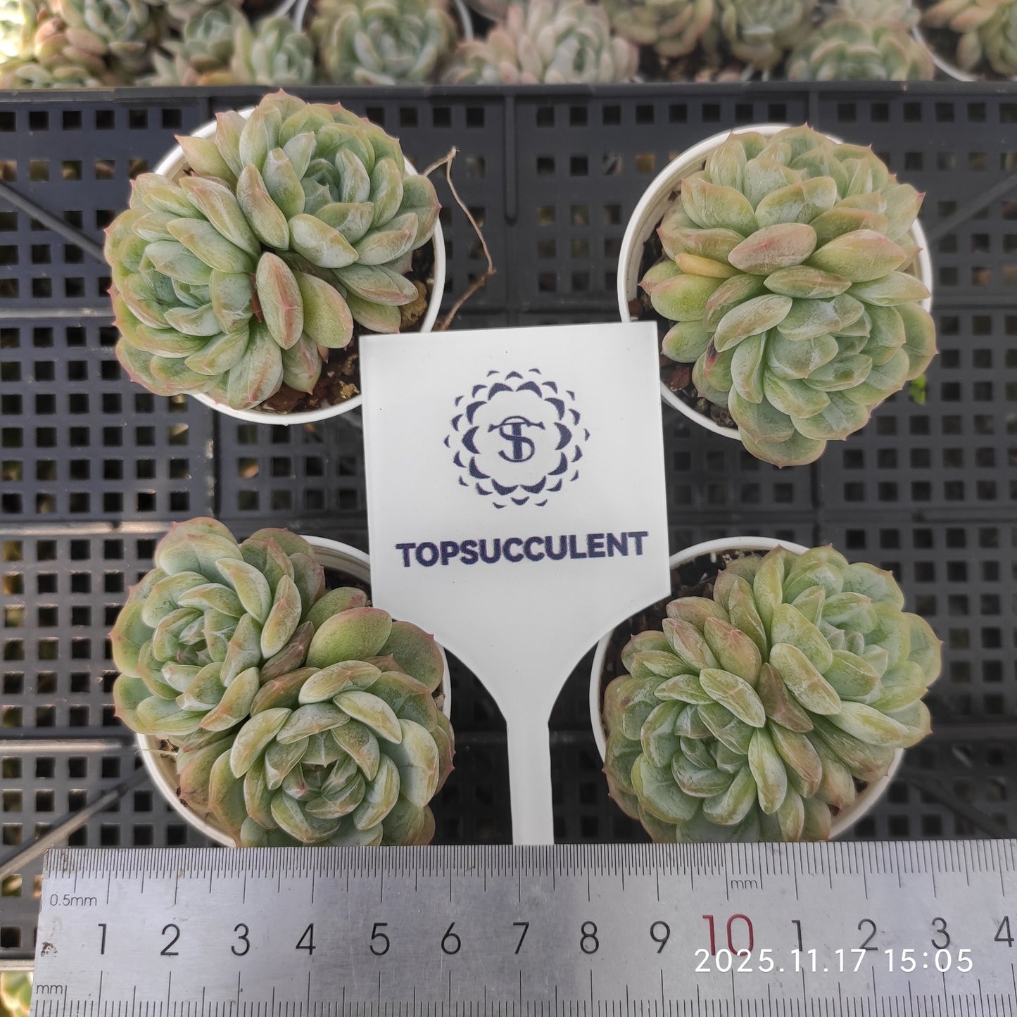 22868 Echeveria White Lover (5.5cm pot size)