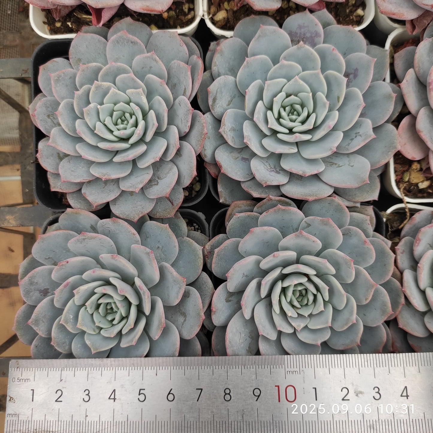 RC140 Echeveria Wax Skin(7cm pot size)
