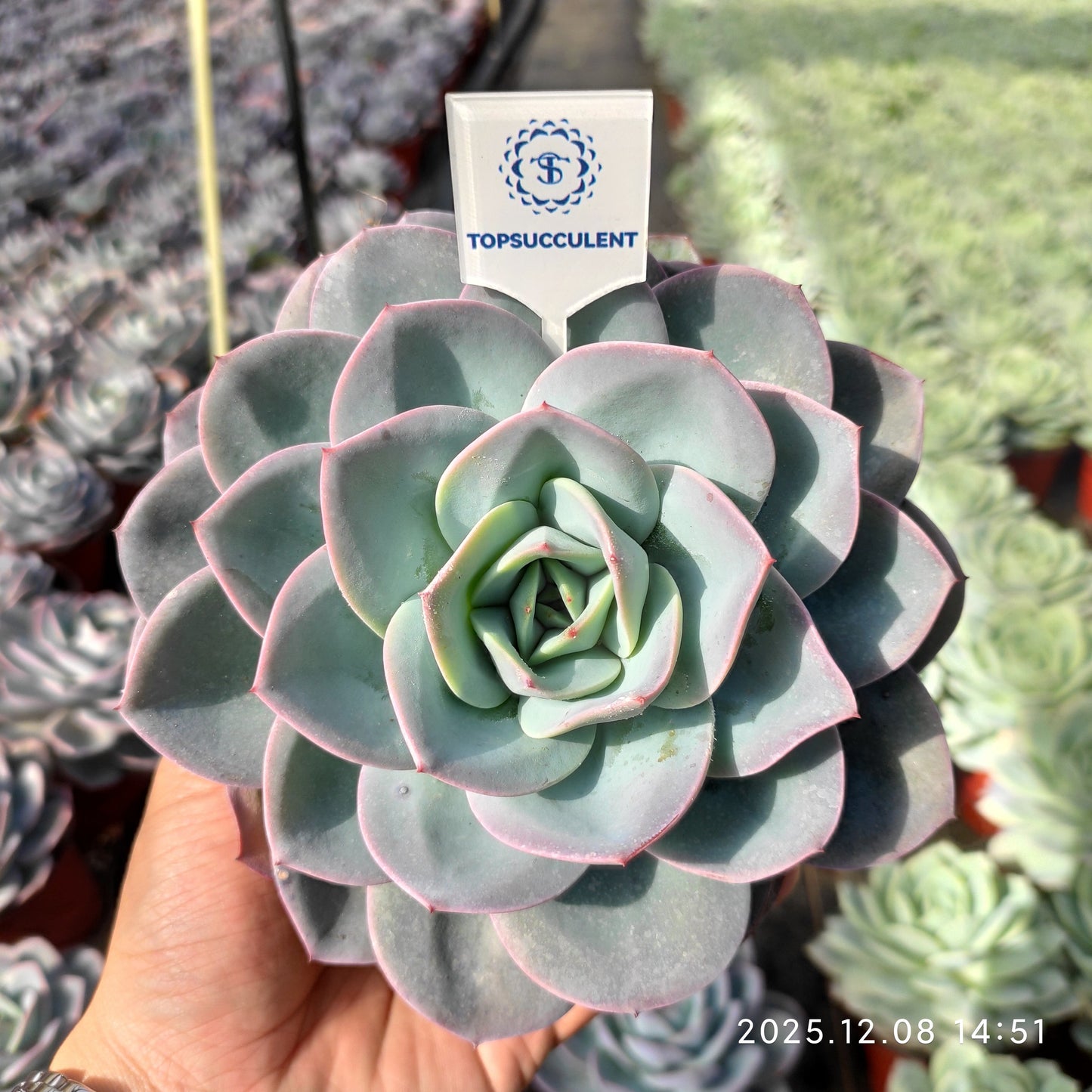 23286 Echeveria Breland (12cm pot size)