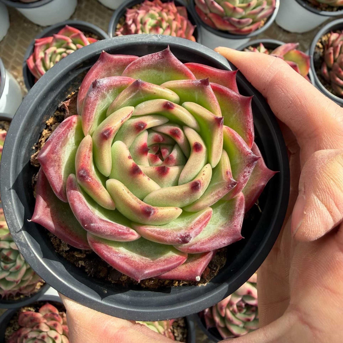 24946 Echeveria Camel (12cm pot size)