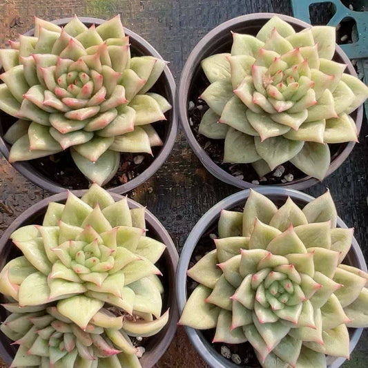 24151 Echeveria Lincoln (9cm pot size)