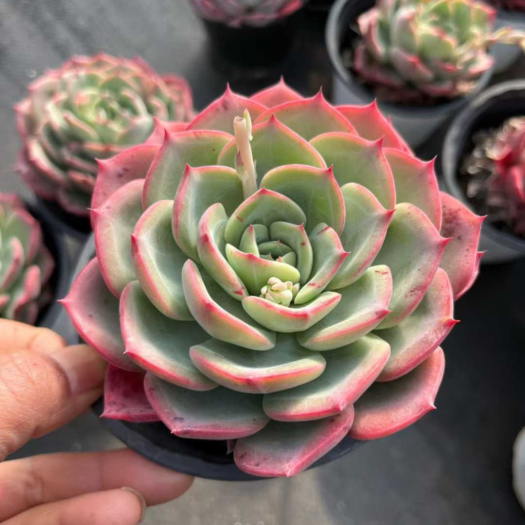 25310 Echeveria Sweet Princess (7cm pot size)
