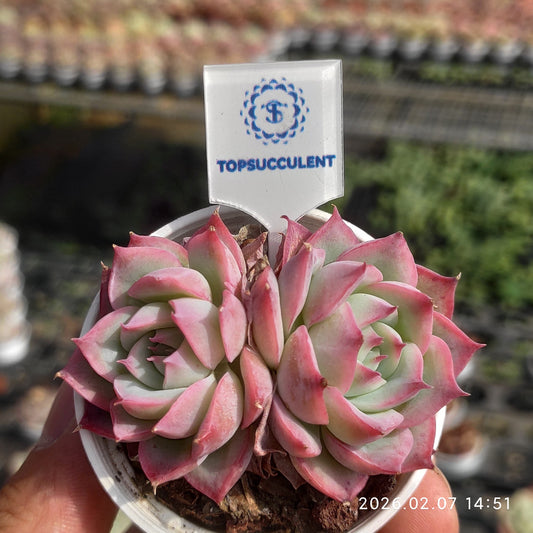 25591 Echeveria Silhouette (5.5cm pot size)