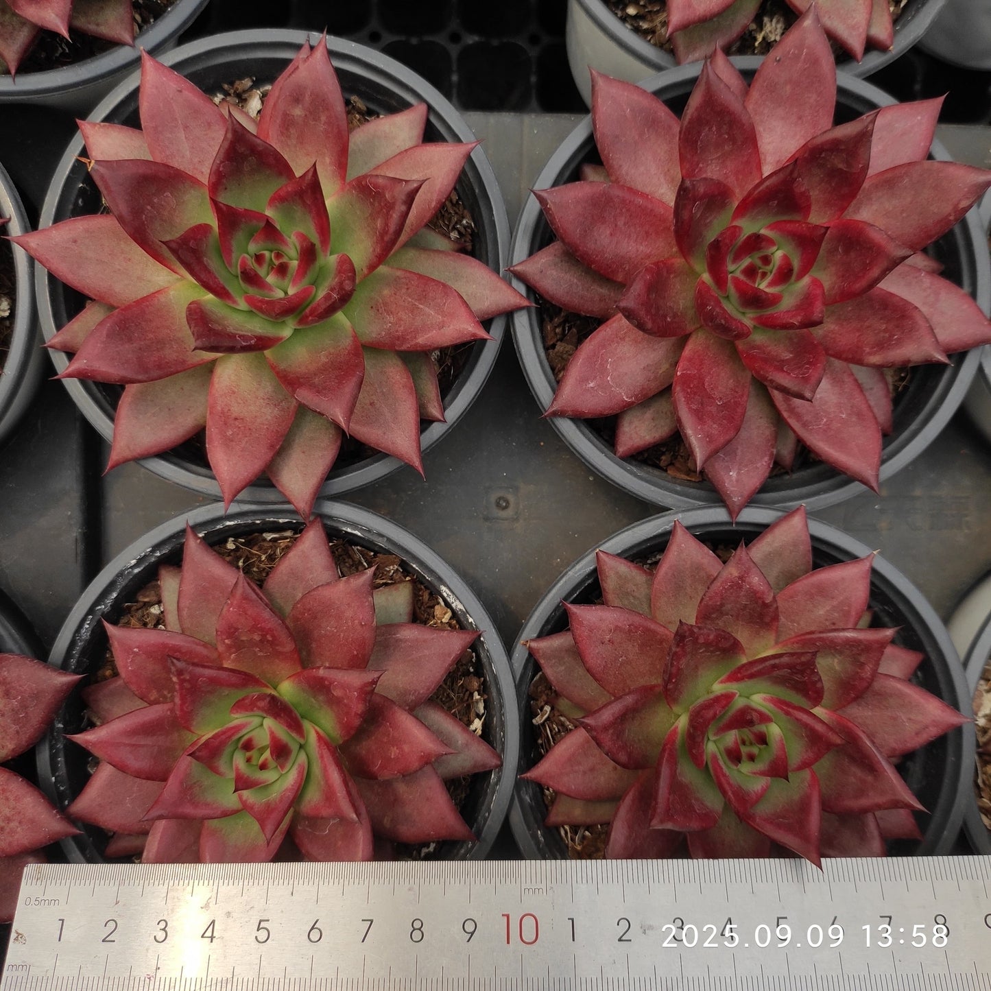 MMT853 Echeveria Roca(11cm pot size)