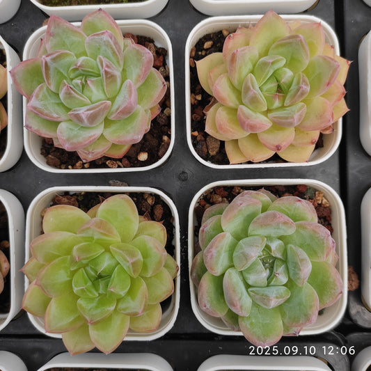 HG082 Echeveria Amazing Grace x Champagne(7cm pot size)