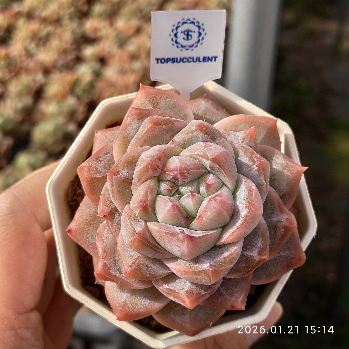 25139 Echeveria Lafayette (9cm pot size)