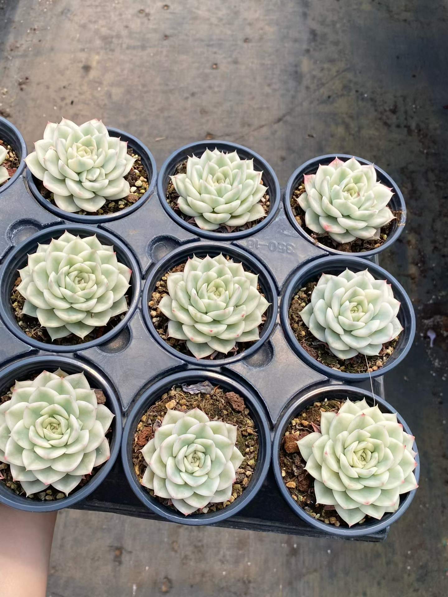 15439 Echeveria Moon Fairy Variegated (9cm pot size)