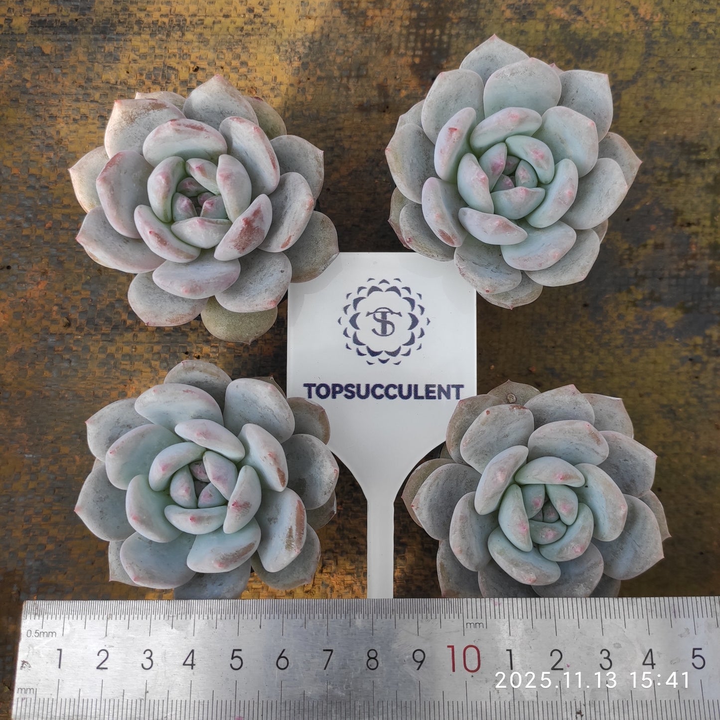 17139 Echeveria Chalk (5.5cm pot size)