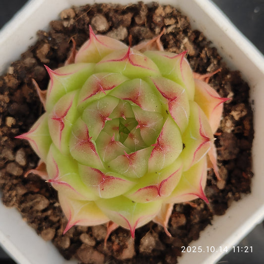 21531 Echeveria Malgan Hyb (7cm pot size)
