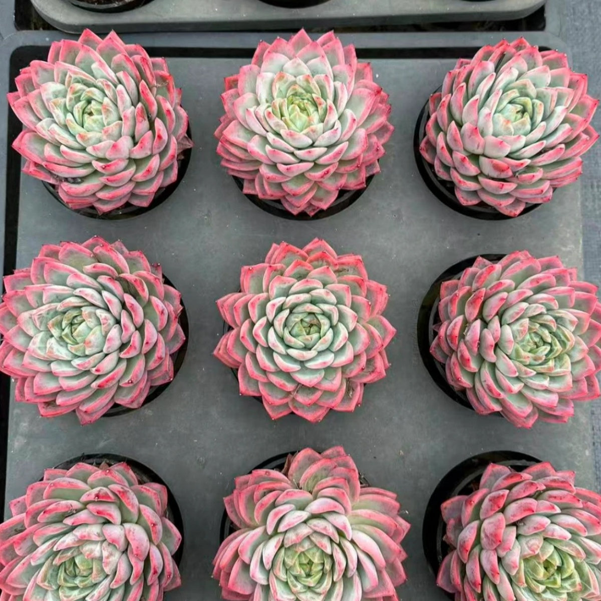 21117 Echeveria Snow Spirit (10cm pot size)