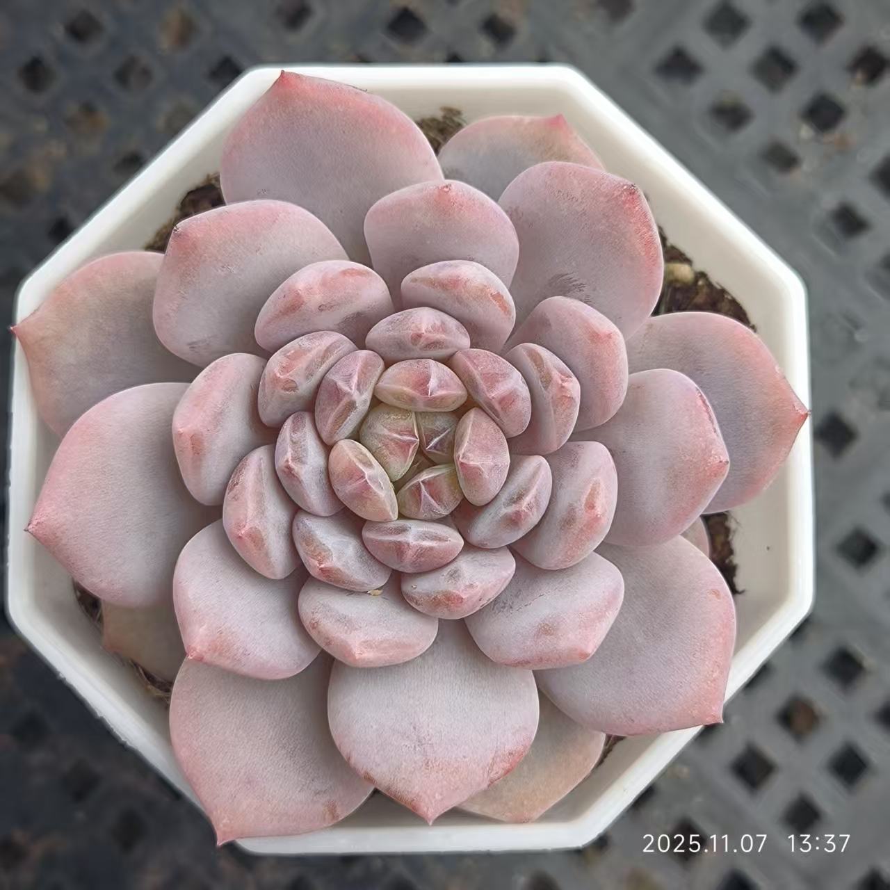11669 Echeveria Jade Monroe (7cm pot size)