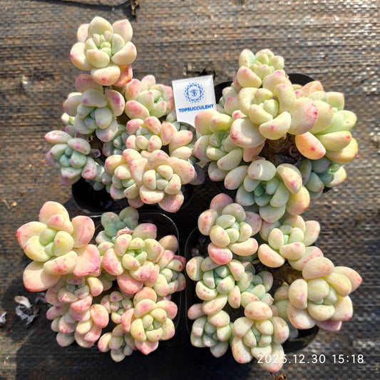 24135 Echeveria Clavatum (7cm pot size)