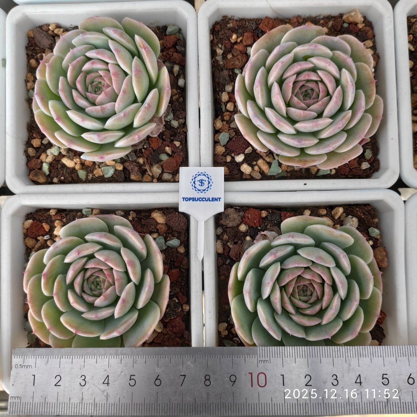 23669 Echeveria Snow Face Hyb (7cm pot size)