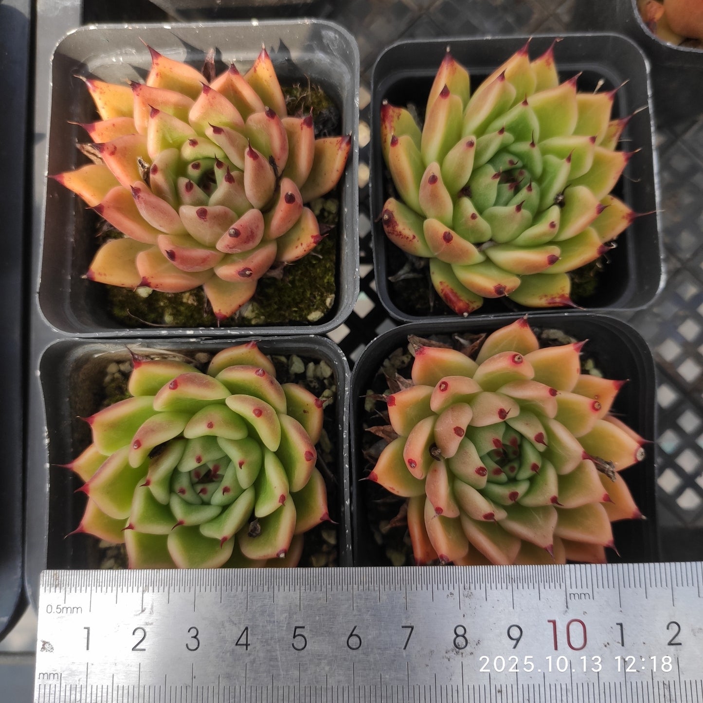 5532 Echeveria Hallowen (7cm pot size)