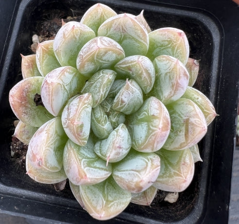 BL1139 Echeveria Elsa