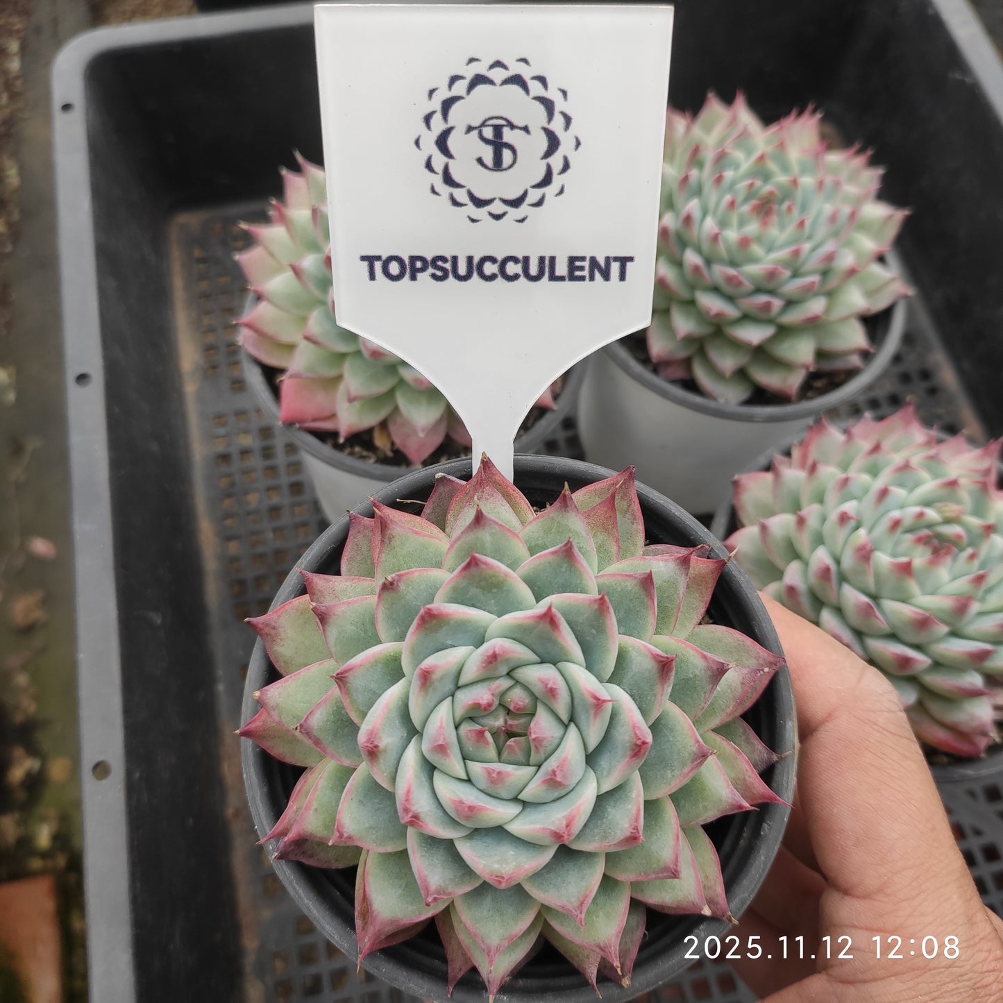 15037 Echeveria Cadbury (9cm pot size)