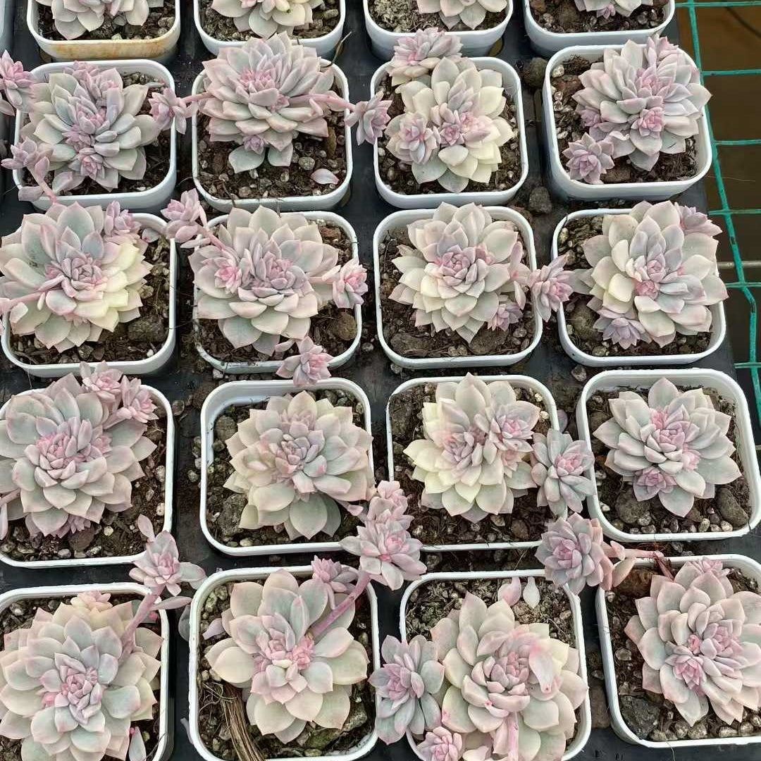 24841 Echeveria Prolifica Variegated (5.5cm pot size)