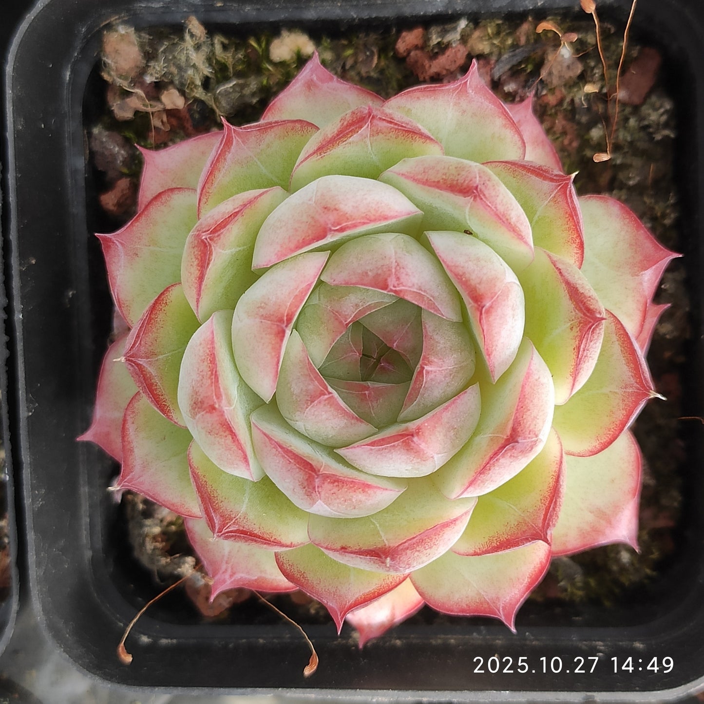 22178 Echeveria Violet Queen (7cm pot size)