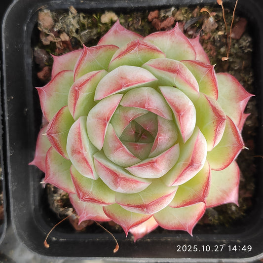 22178 Echeveria Violet Queen (7cm pot size)