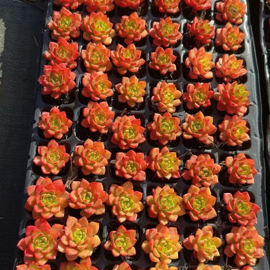 23067 Echeveria Letizia (3cm pot size)