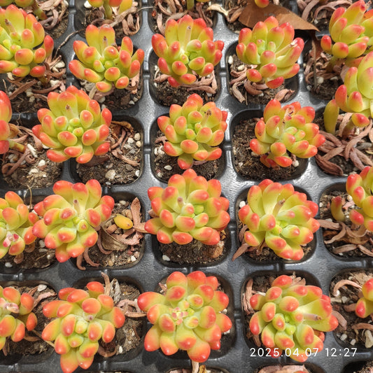 15330 Echeveria Alice Evans (5cm pot size)