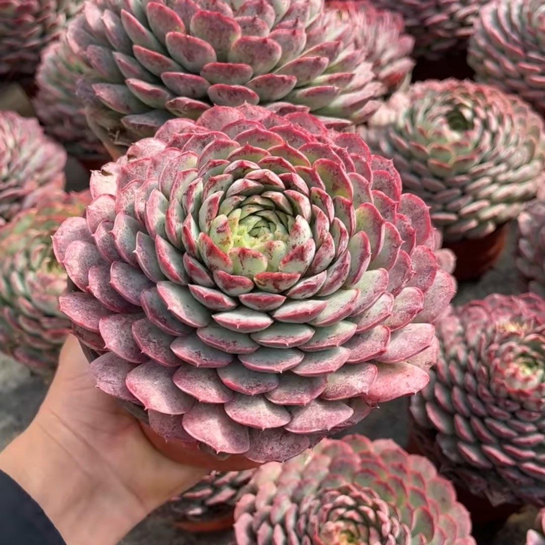 24448 Echeveria Sharlot Rose (12cm pot size)