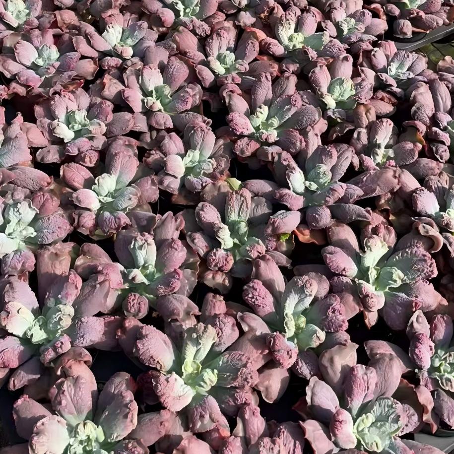 24823 Echeveria Baron Bold (11cm pot size)