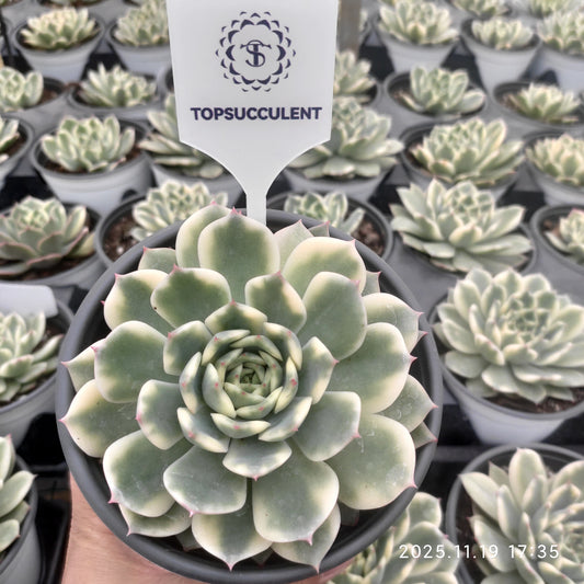 22749 Echeveria Erica Variegated (12.5cm pot size)