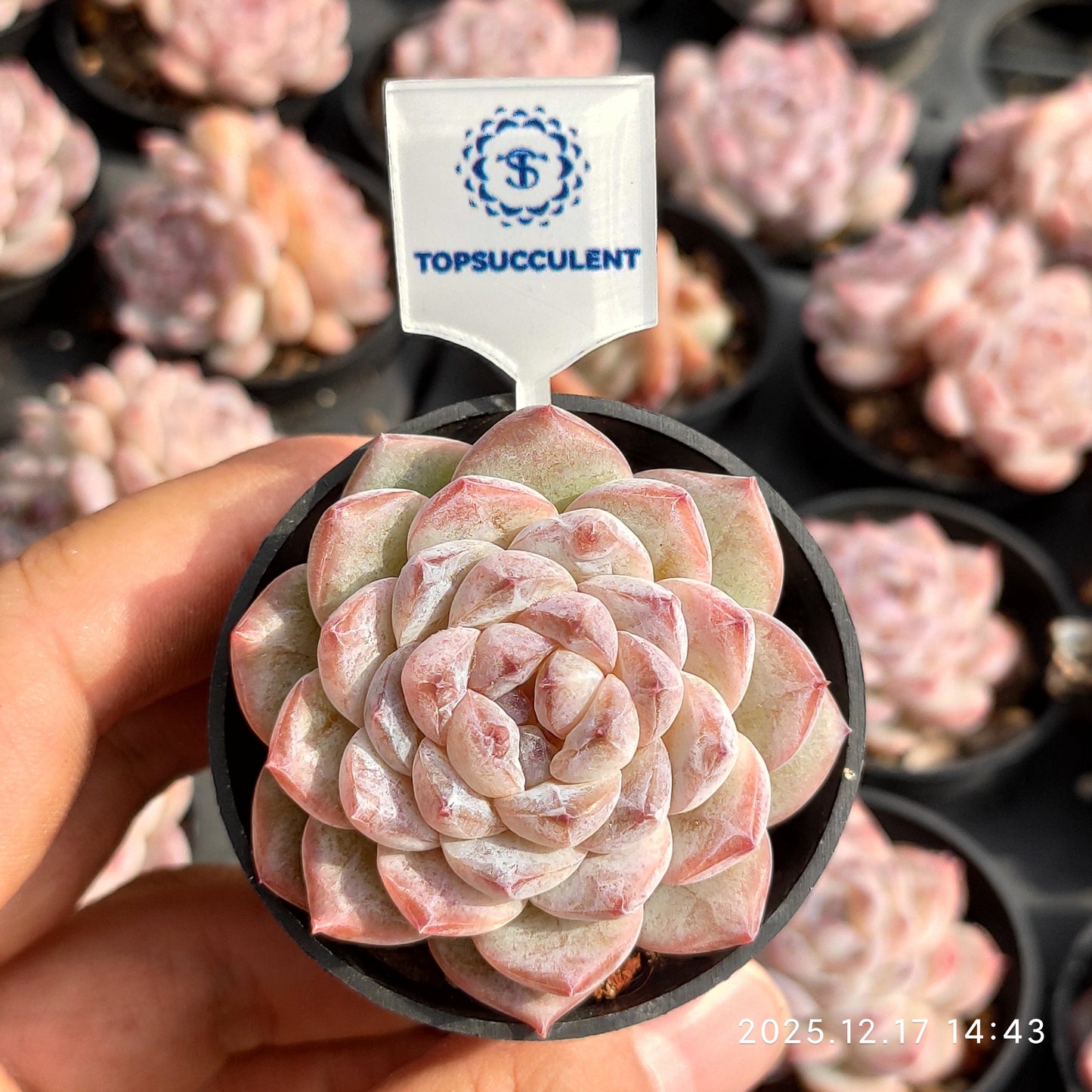 23782 Echeveria Ice Spirit hyb (5.5cm pot size)