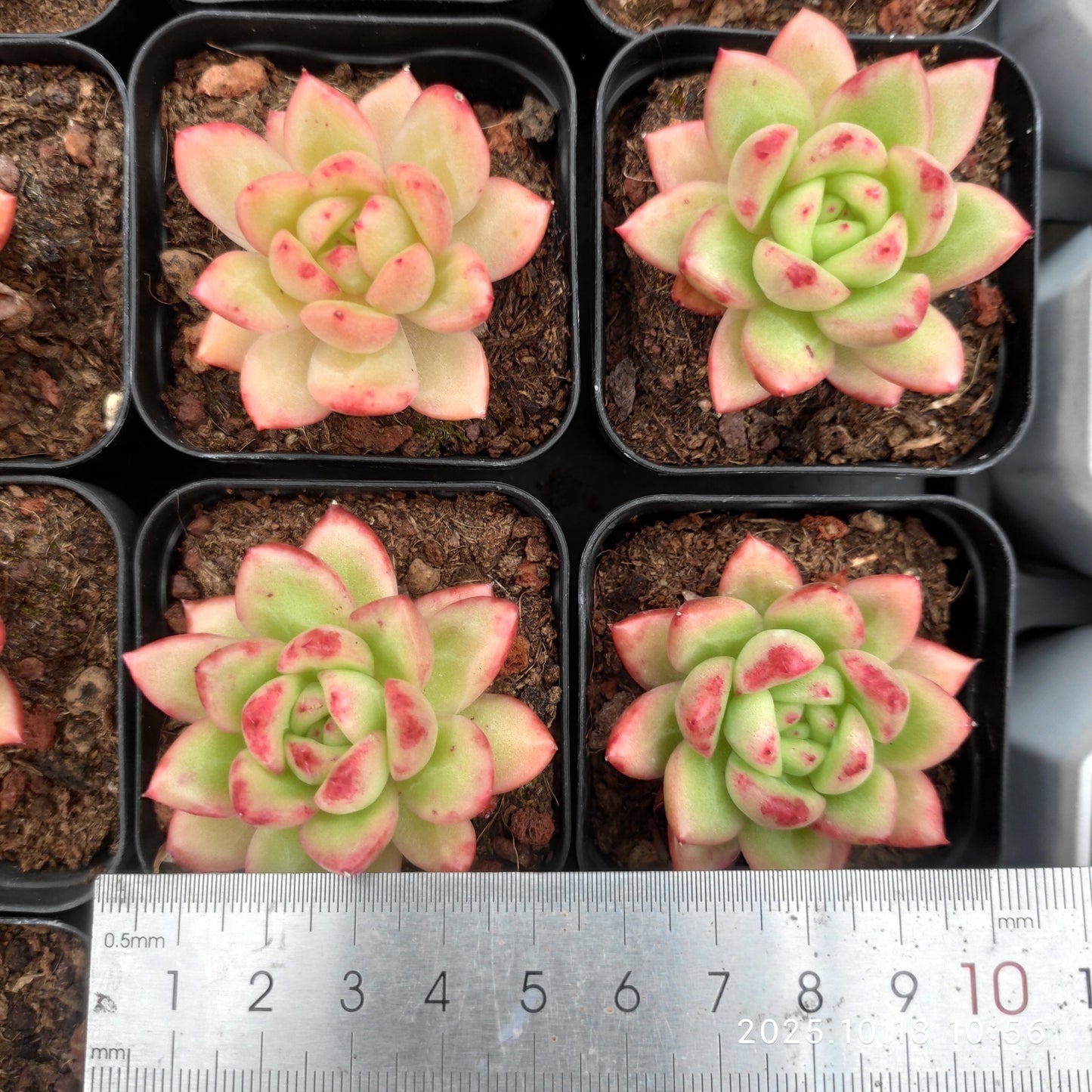 16155 Echeveria Red King (7cm pot size)