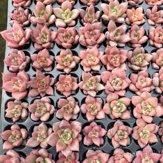 21832 Echeveria Old Egg (3cm pot size)