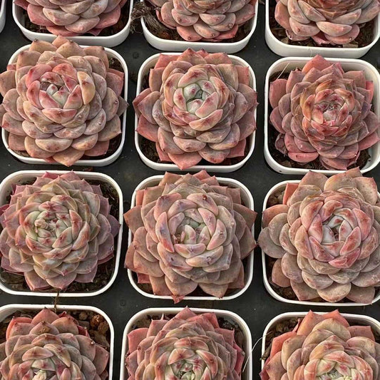360099 Echeveria Sugar Lamp (6.5cm pot size)