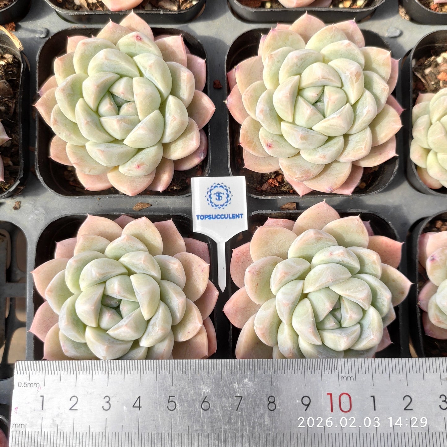 25672 Echeveria Polar Jade (6.5cm pot size)