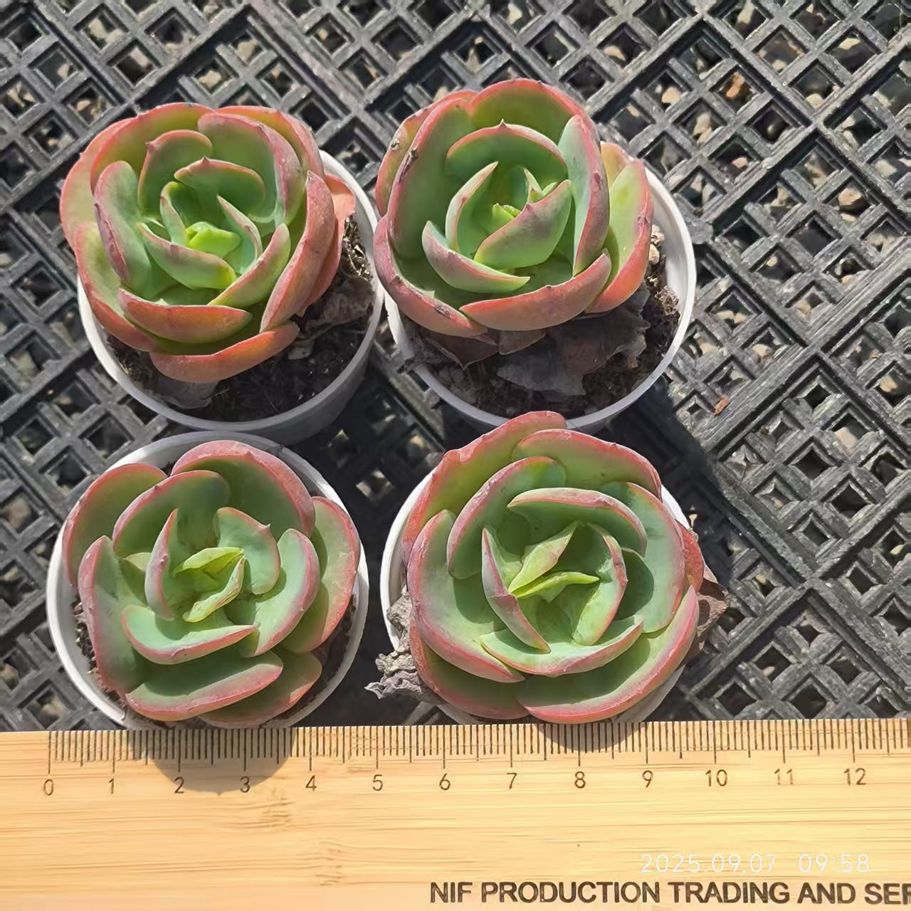 FFH358 Echeveria Peach Pride(5.5cm pot size)