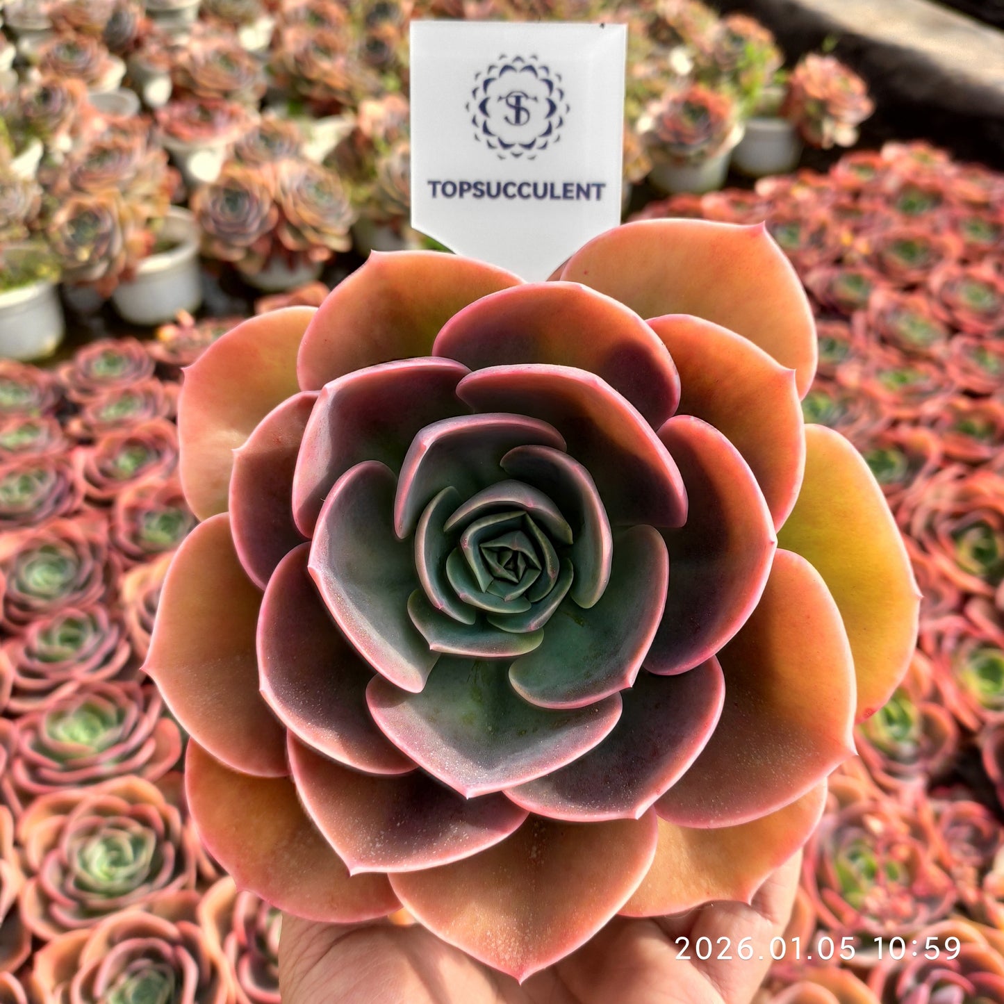 24320 Echeveria Perle von Nurnberg Hyb (12cm pot size)