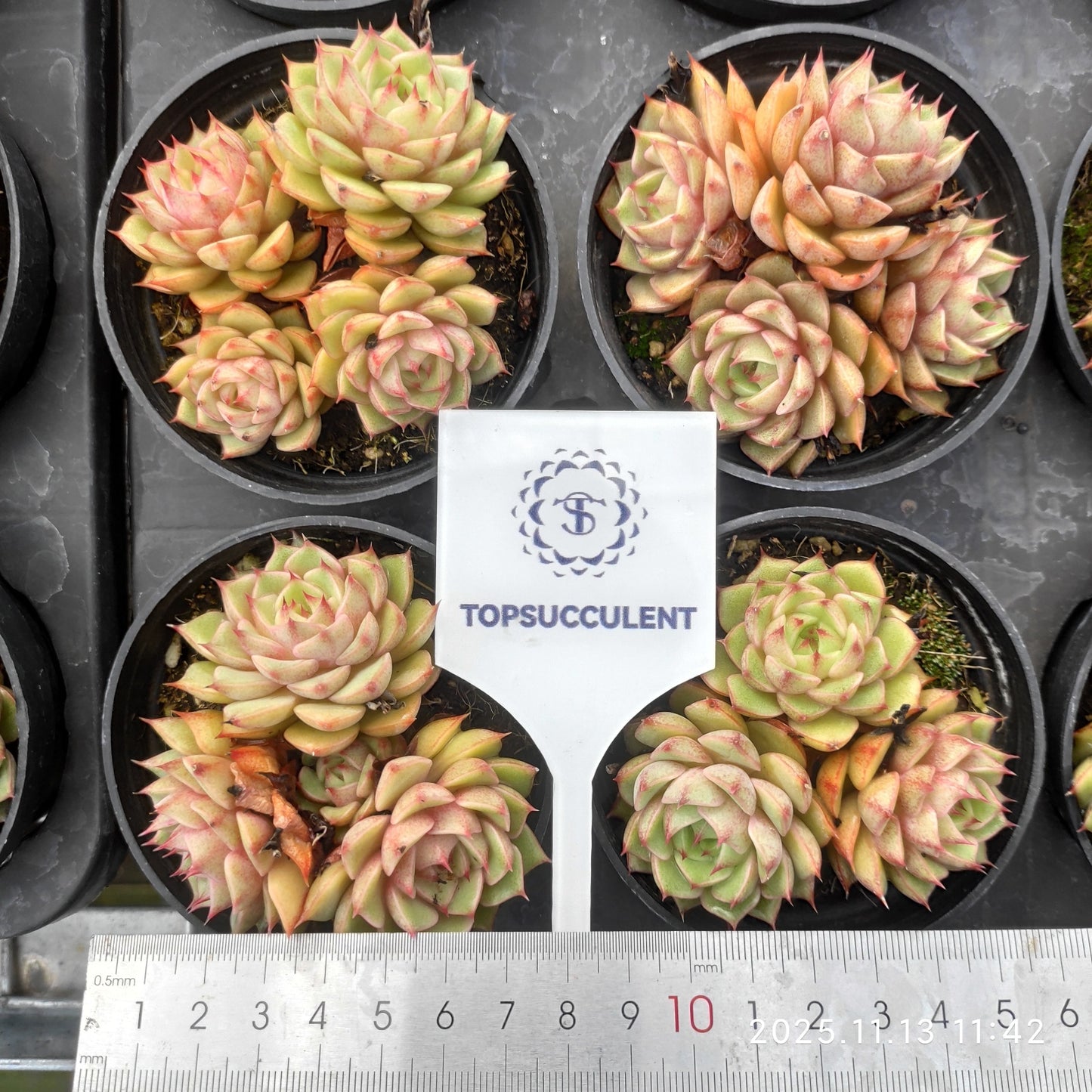 22439 Echeveria Benbadis (9cm pot size)