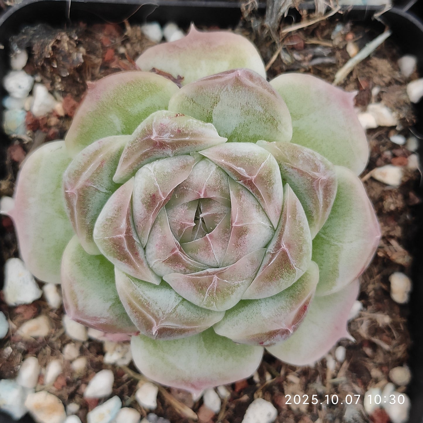 XQ1439 Echeveria Ice Spirit Hyb(7cm pot size)