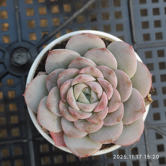 22871 Echeveria Amazing Grace (5.5cm pot size)