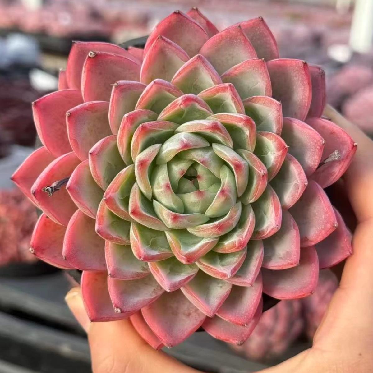 21468 Echeveria Crystal Grass (10cm pot size)