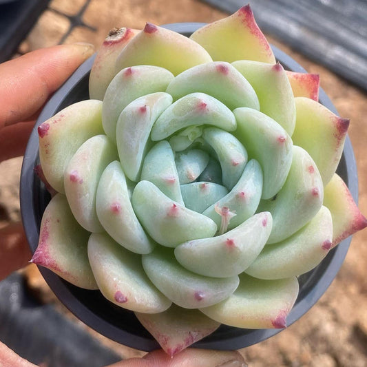 25399 Echeveria White Ratam (9cm pot size)