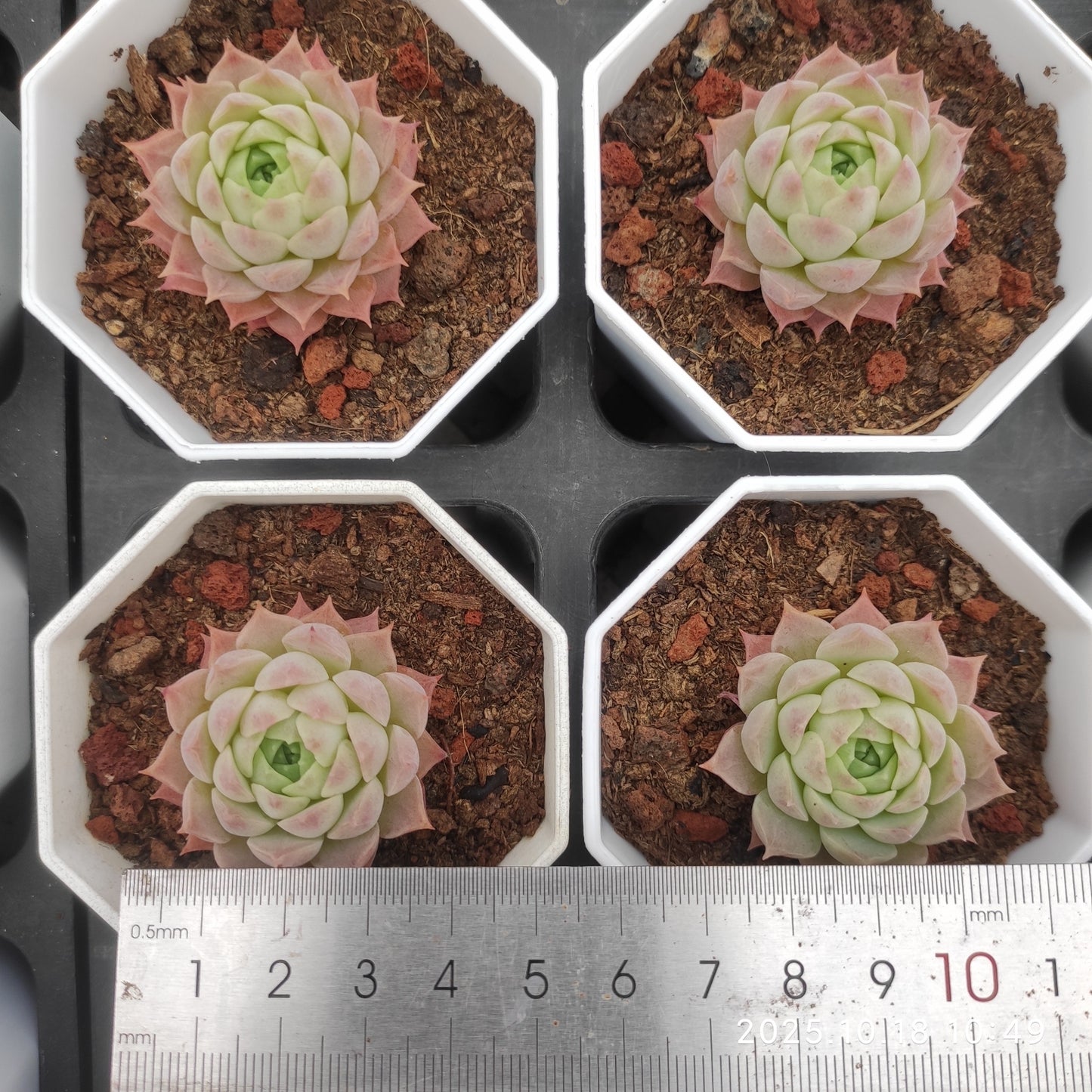 YBB048 Echeveria Sharlot Rose(7cm pot size)