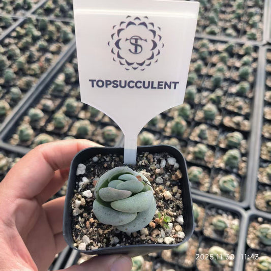 8494 Crassula Alstonii (6.5cm pot size)