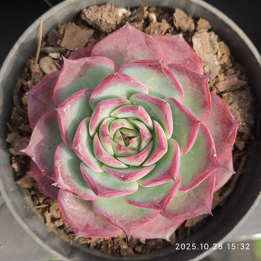 22211 Echeveria Lucky Purple (9cm pot size)